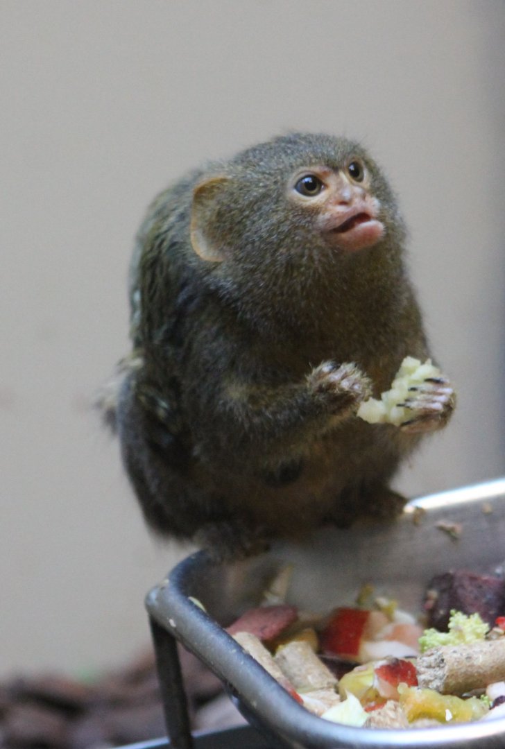 Pygmy marmoset