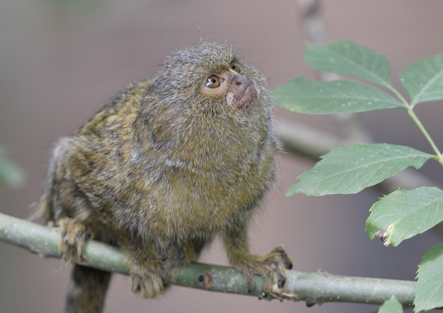 Pygmy marmoset