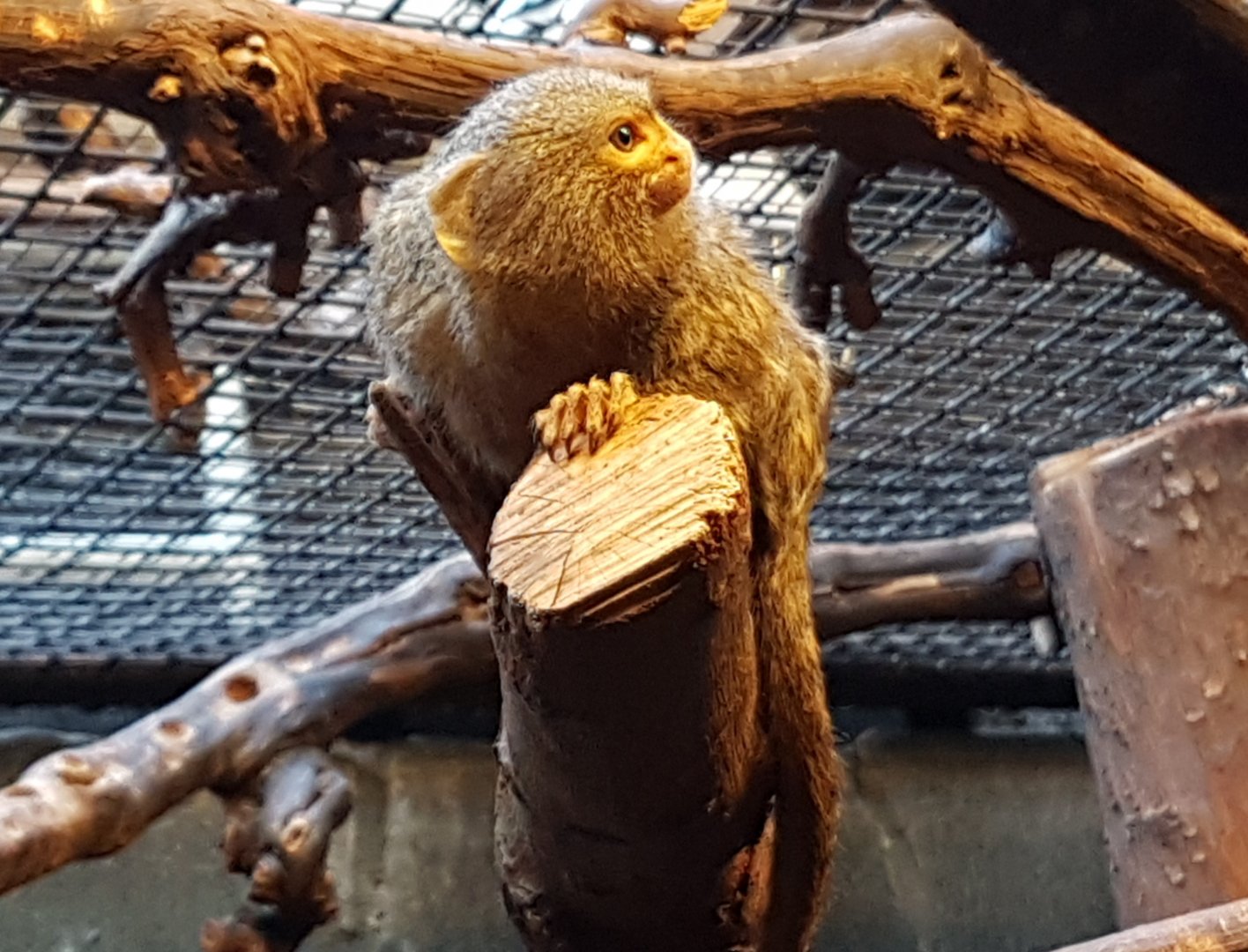 Pygmy marmoset