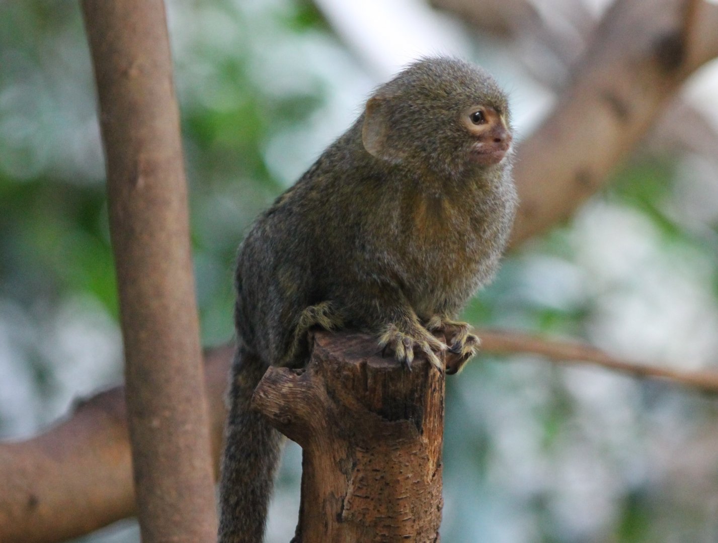 Pygmy marmoset