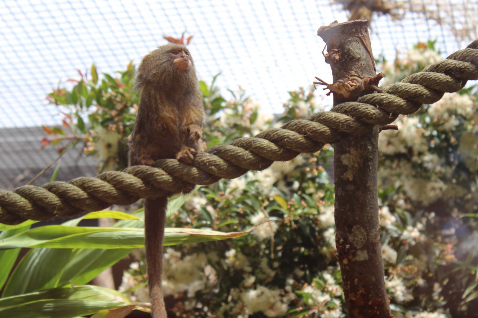 Pygmy Marmoset
