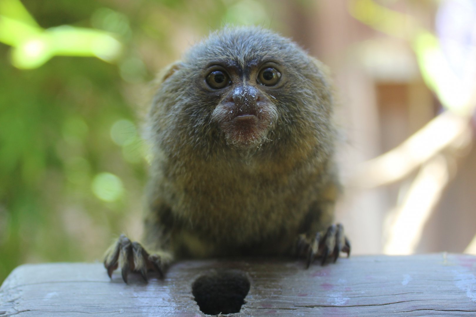 Pygmy Marmoset