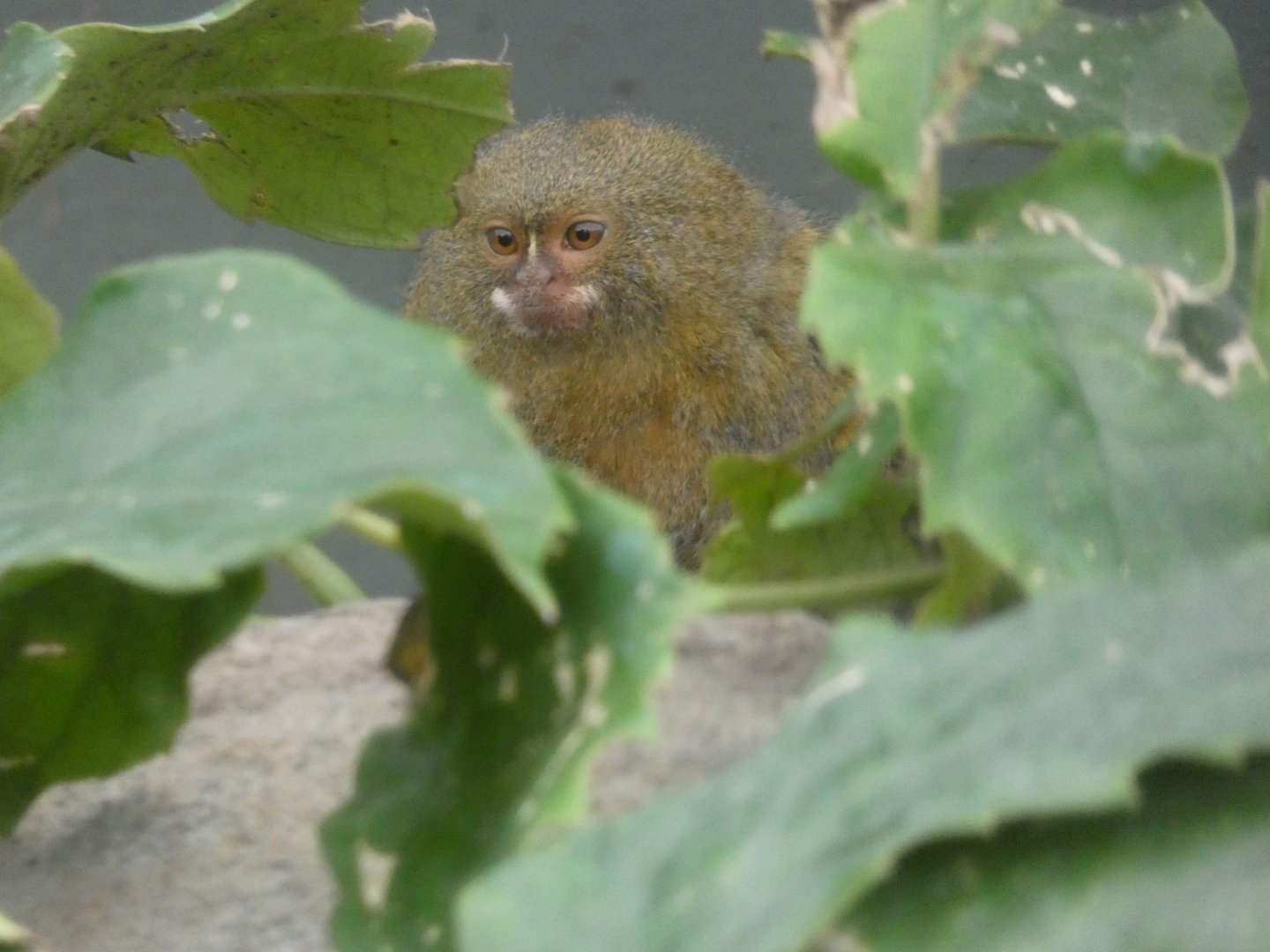 Pygmy Marmoset