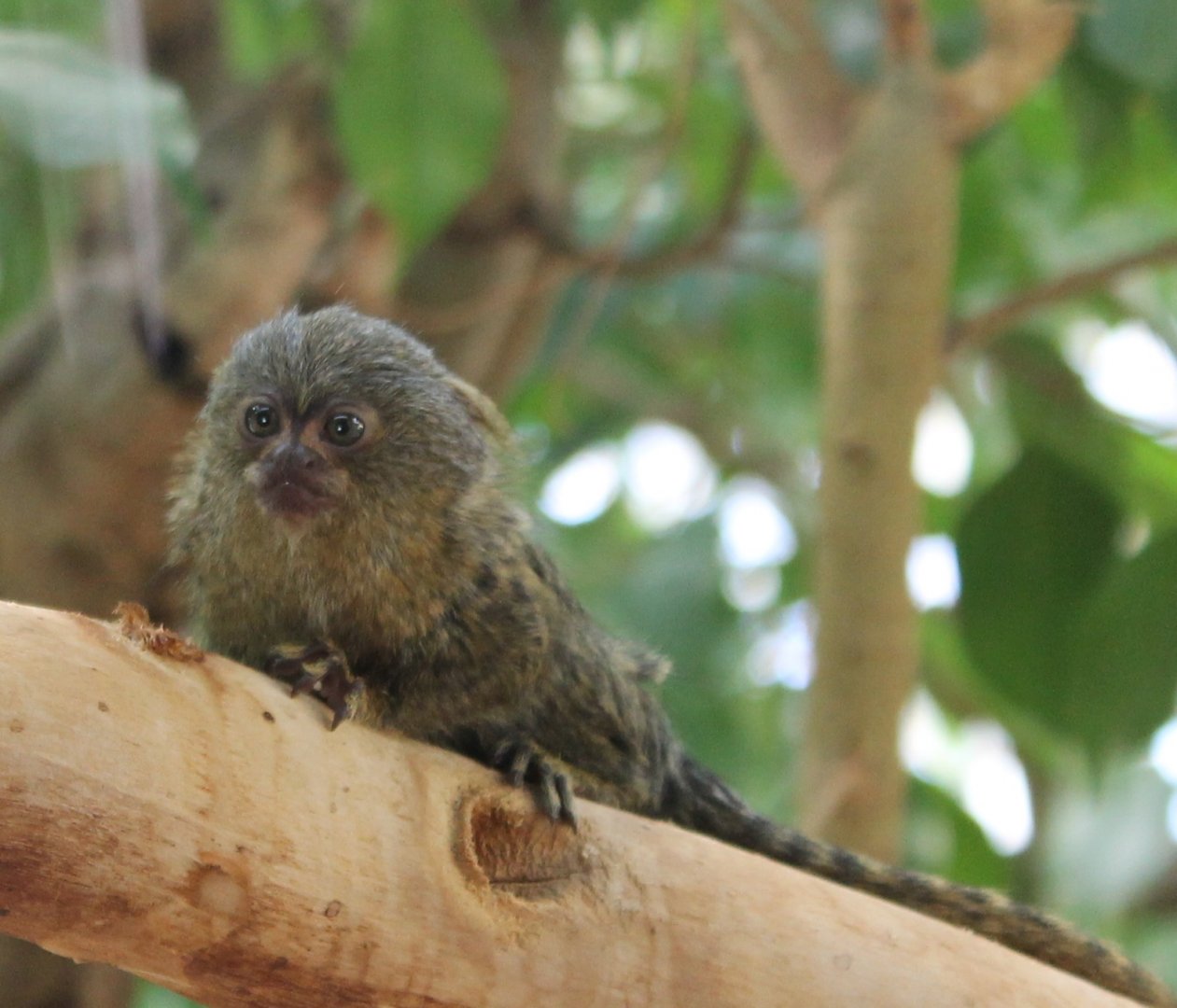 Pygmy marmoset