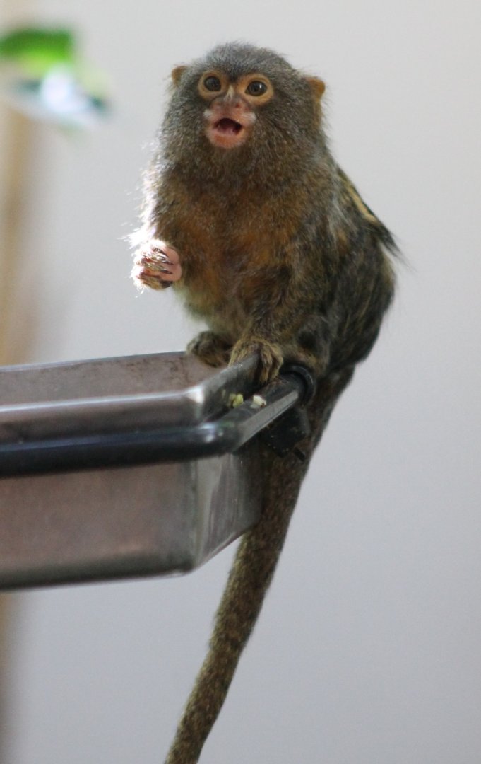 Pygmy marmoset