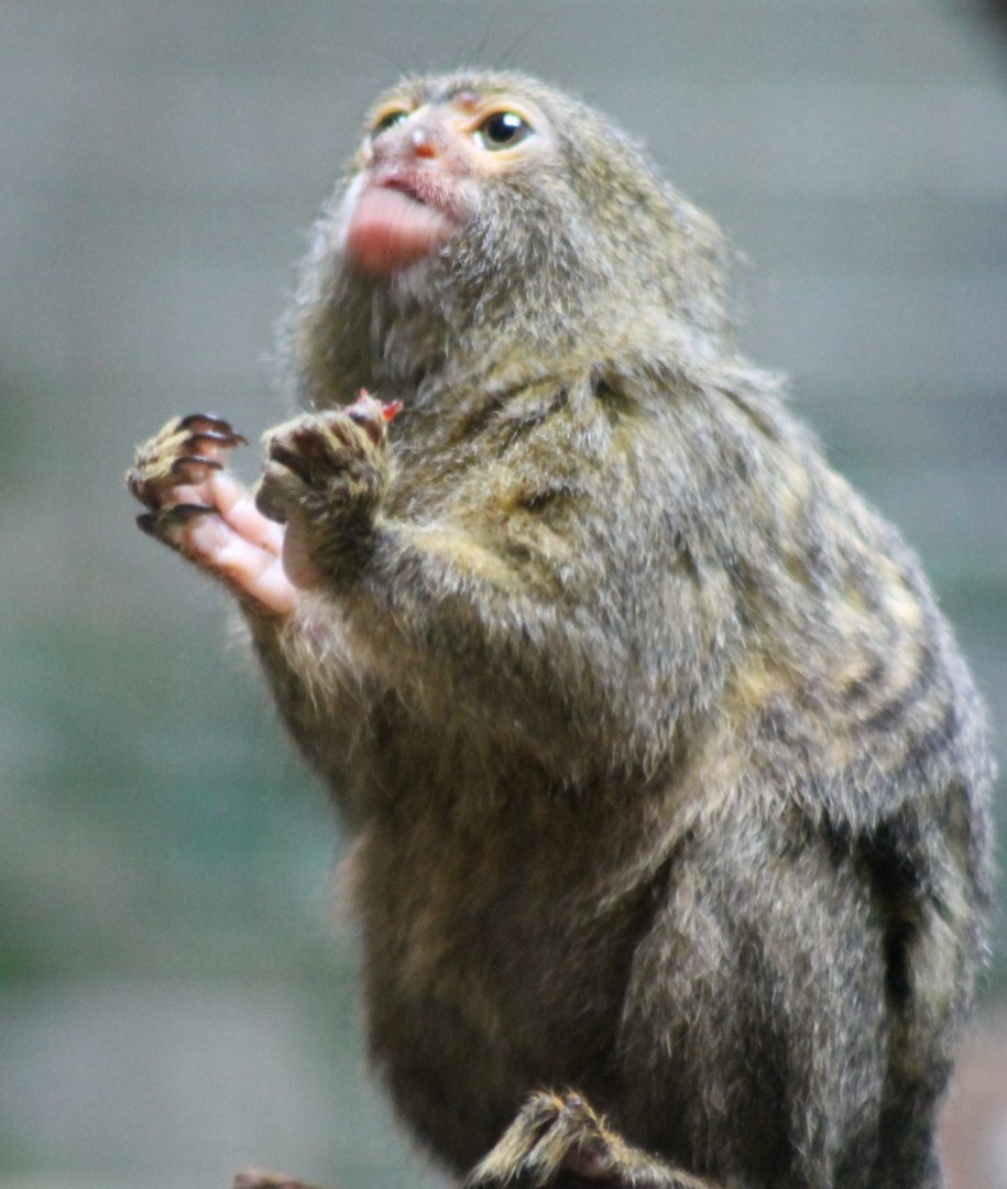 Pygmy marmoset