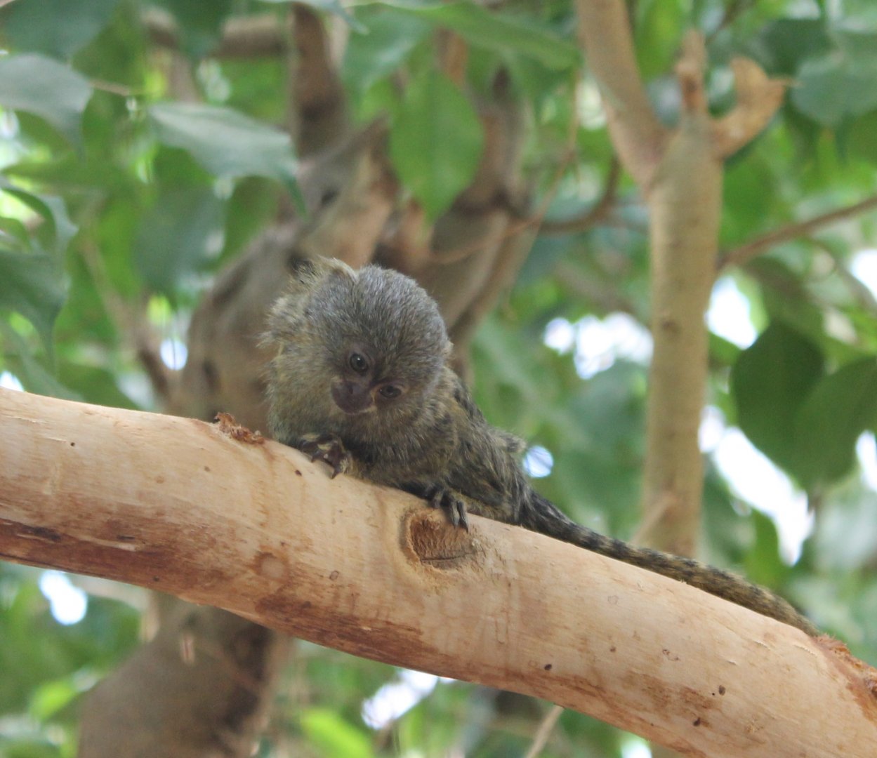 Pygmy marmoset