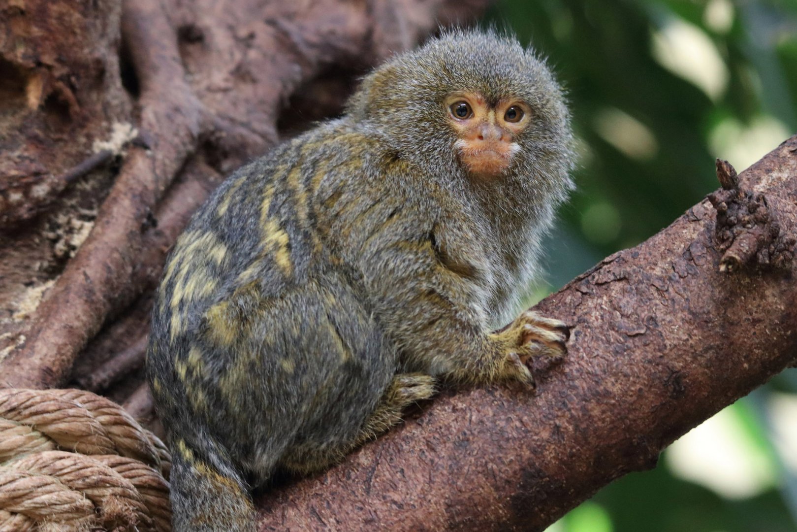 Pygmy Marmoset