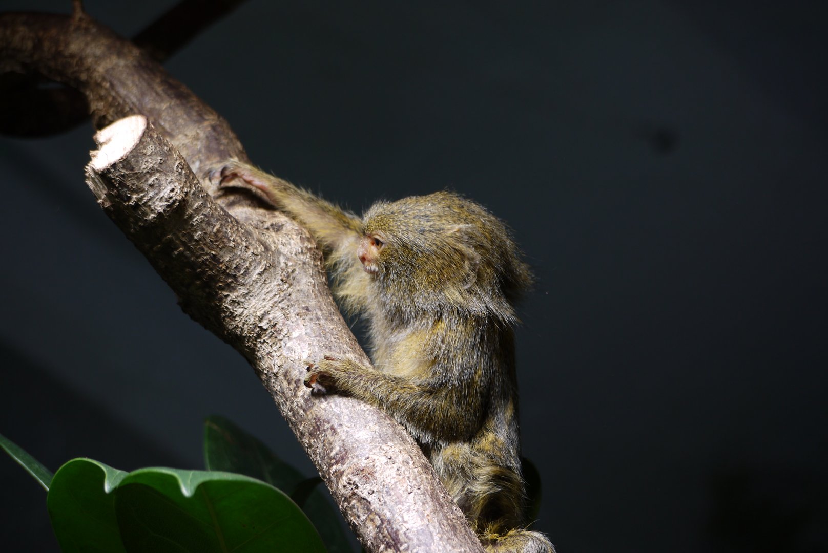 Pygmy Marmoset