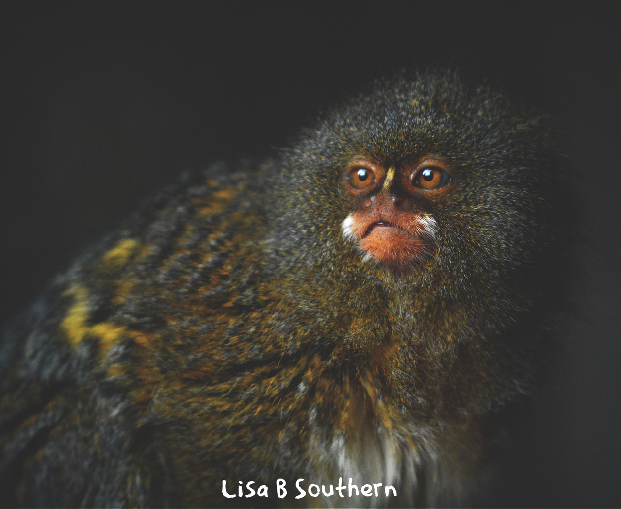 pygmy marmoset