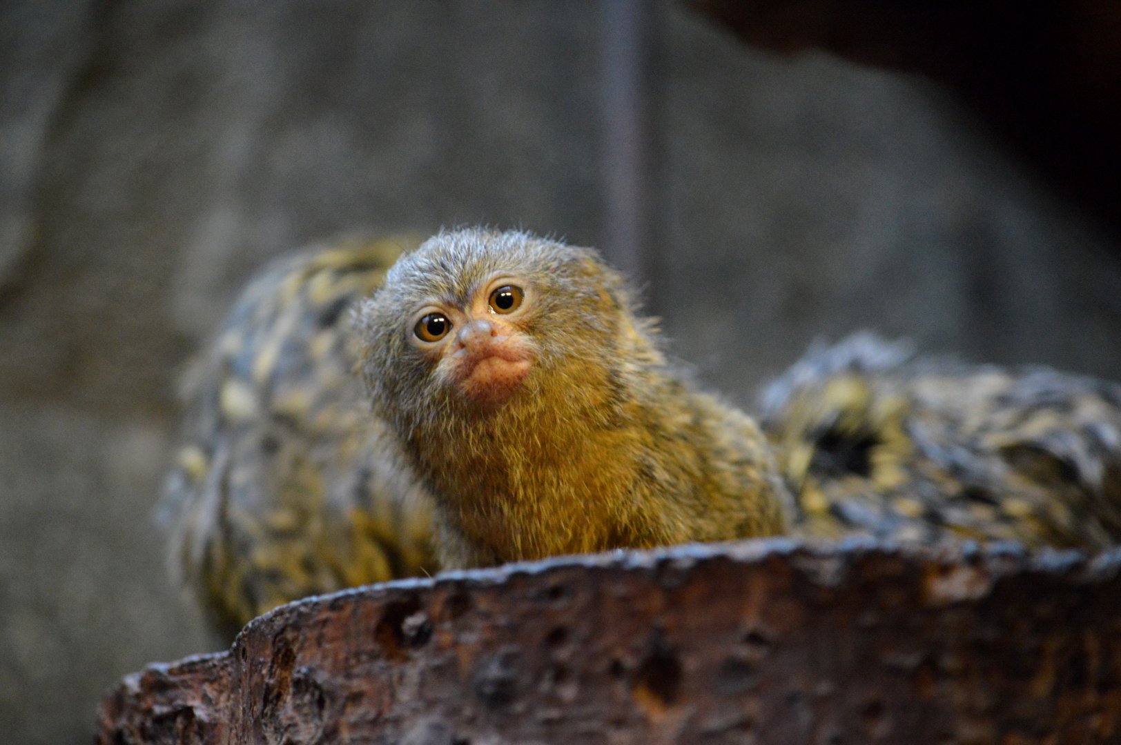 Pygmy marmoset