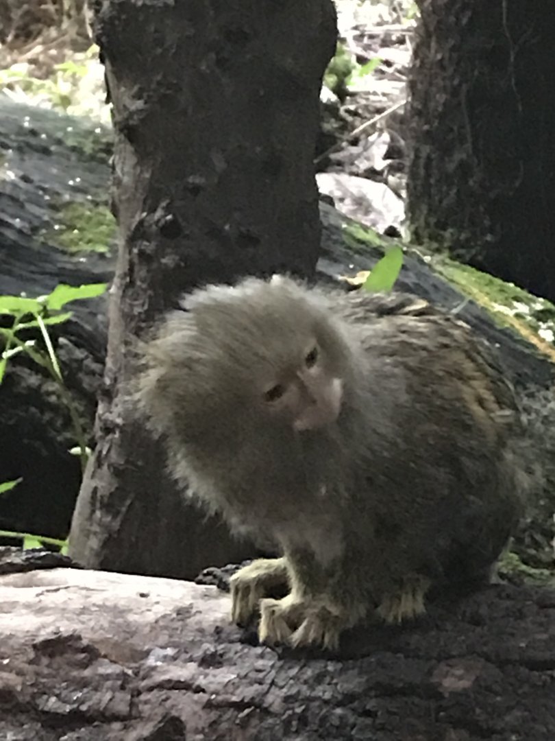 Pygmy marmoset