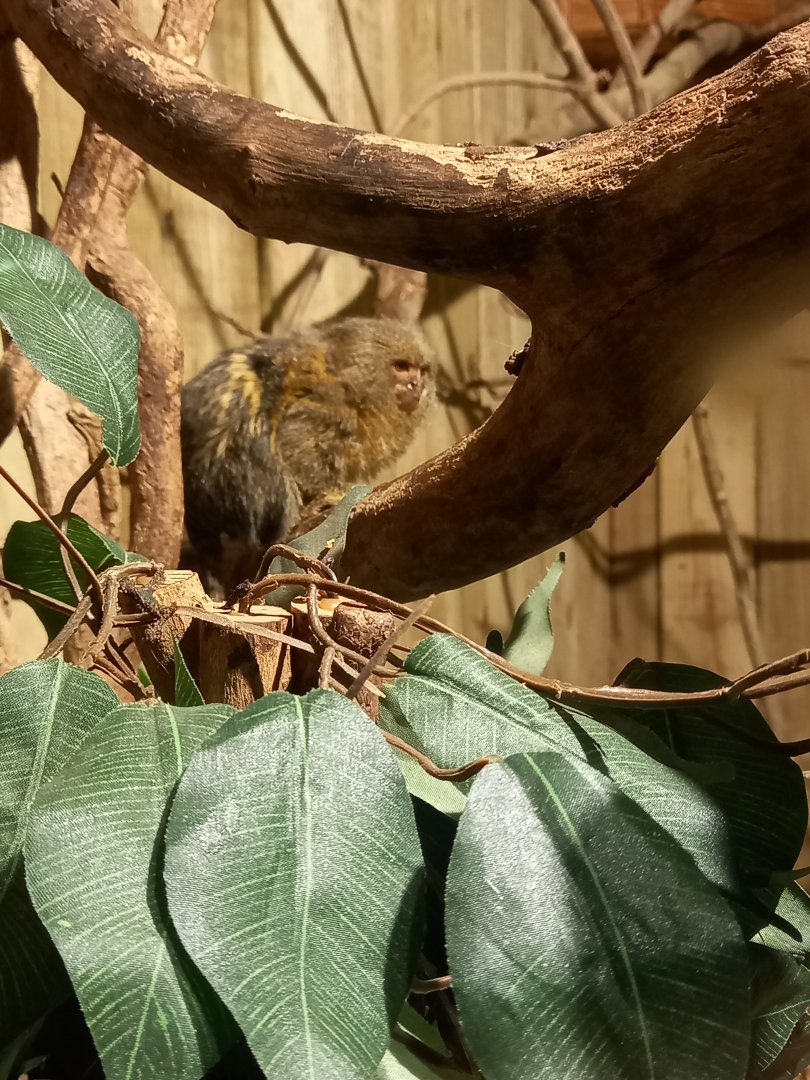 Pygmy Marmoset