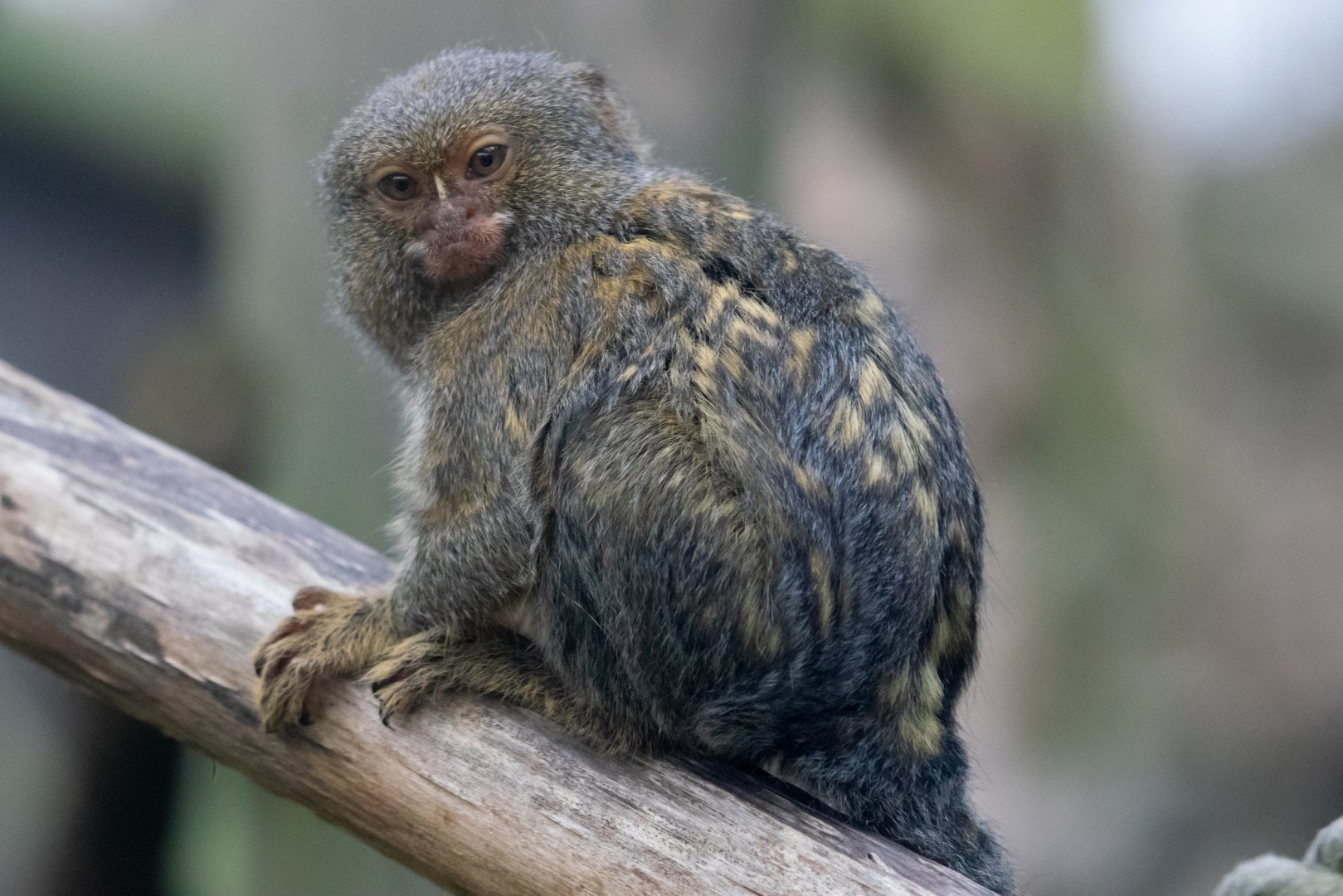 Pygmy Marmoset