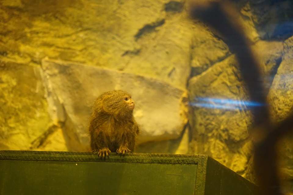 Pygmy Marmoset