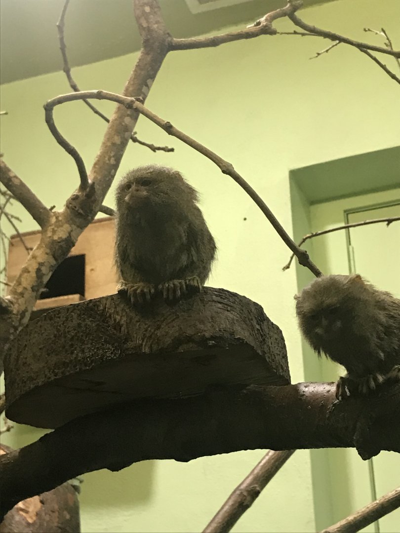 Pygmy marmoset
