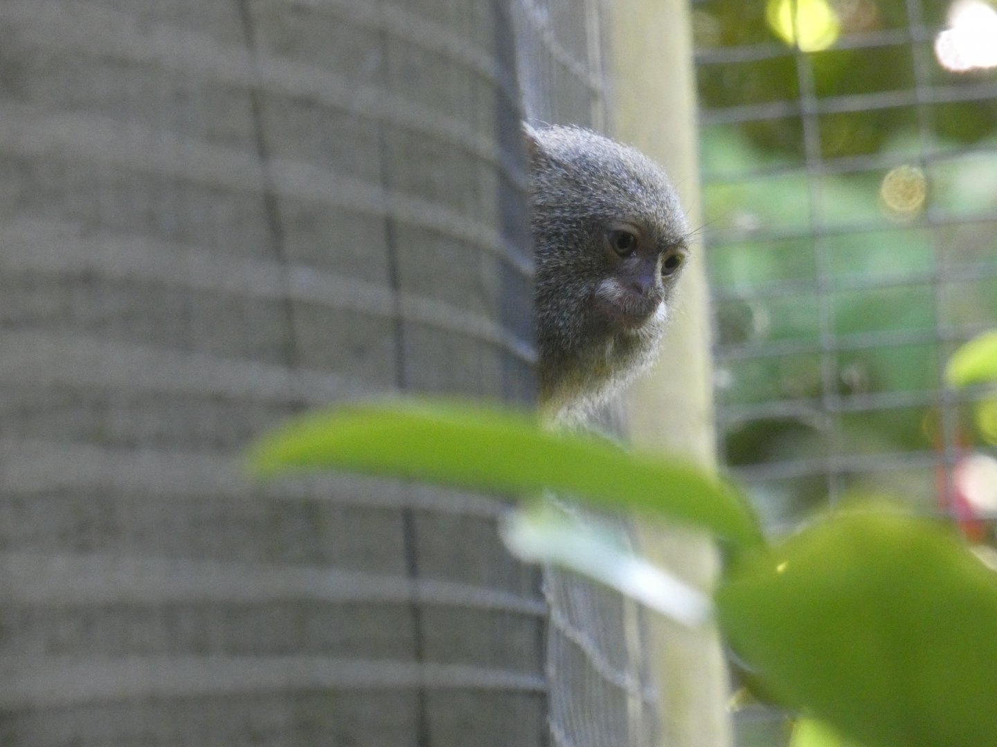 Pygmy marmoset