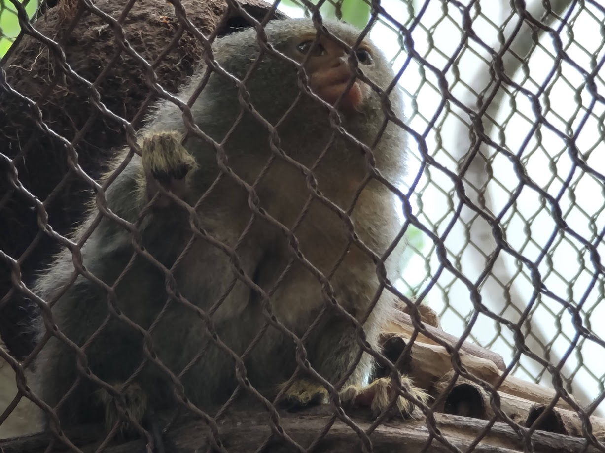 Pygmy Marmoset