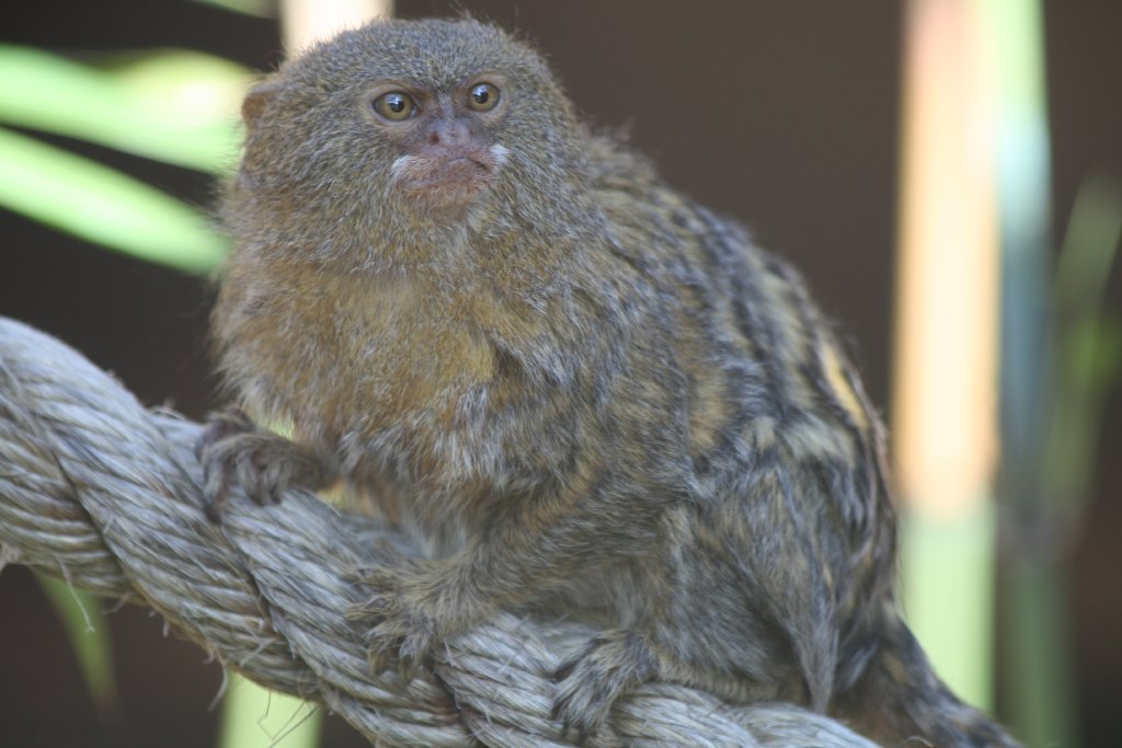 Pygmy Marmoset