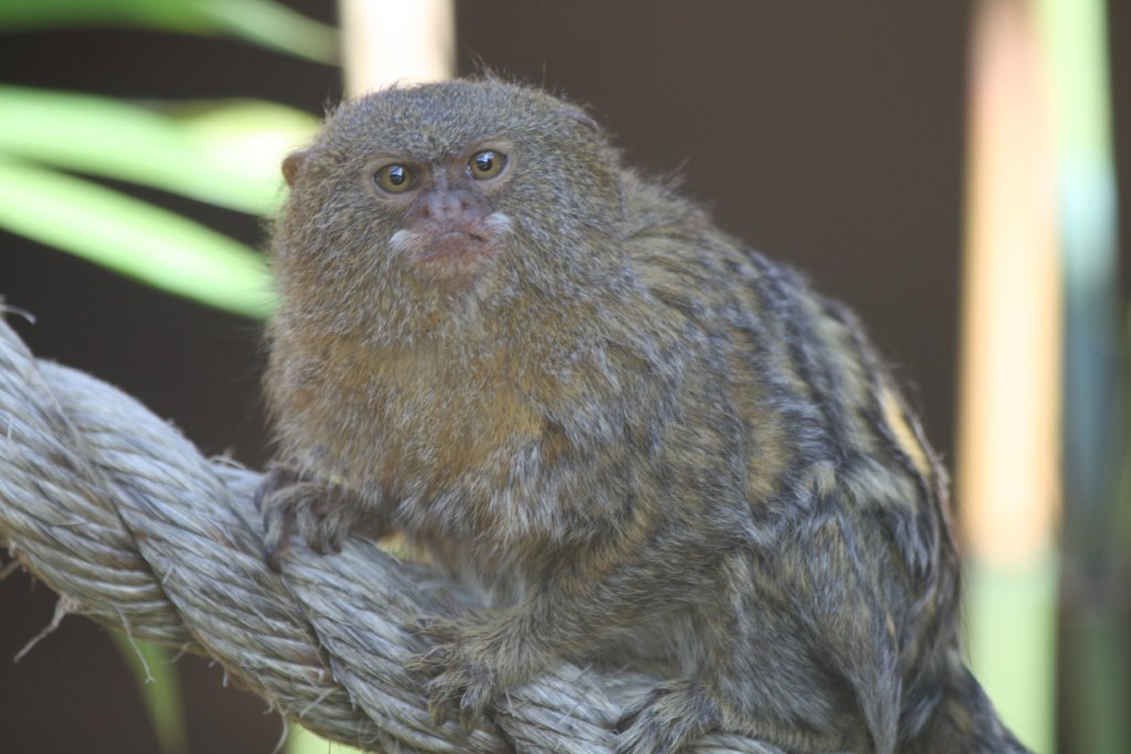 Pygmy Marmoset