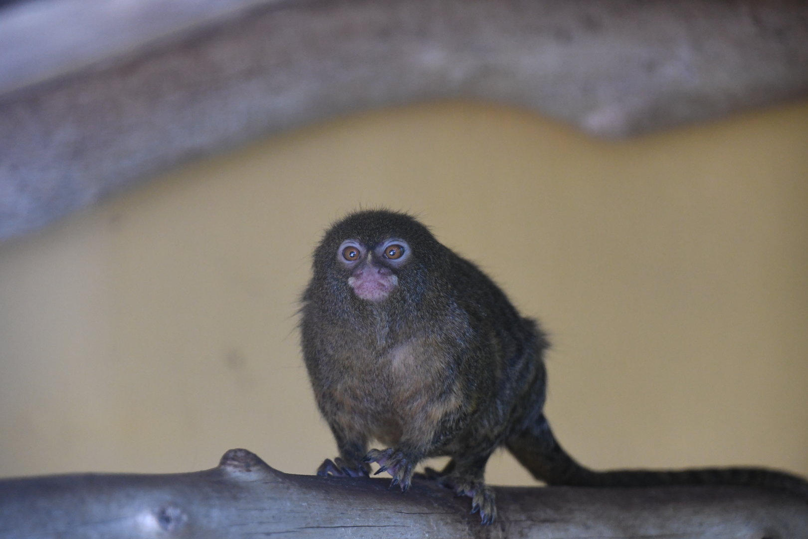 Pygmy Marmoset