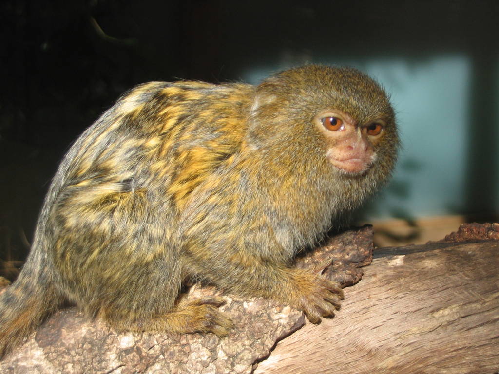 pygmy marmoset
