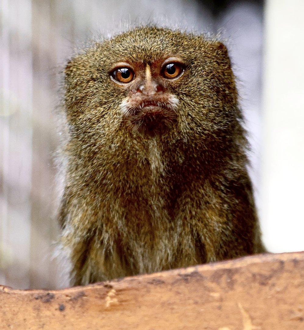 Pygmy Marmoset