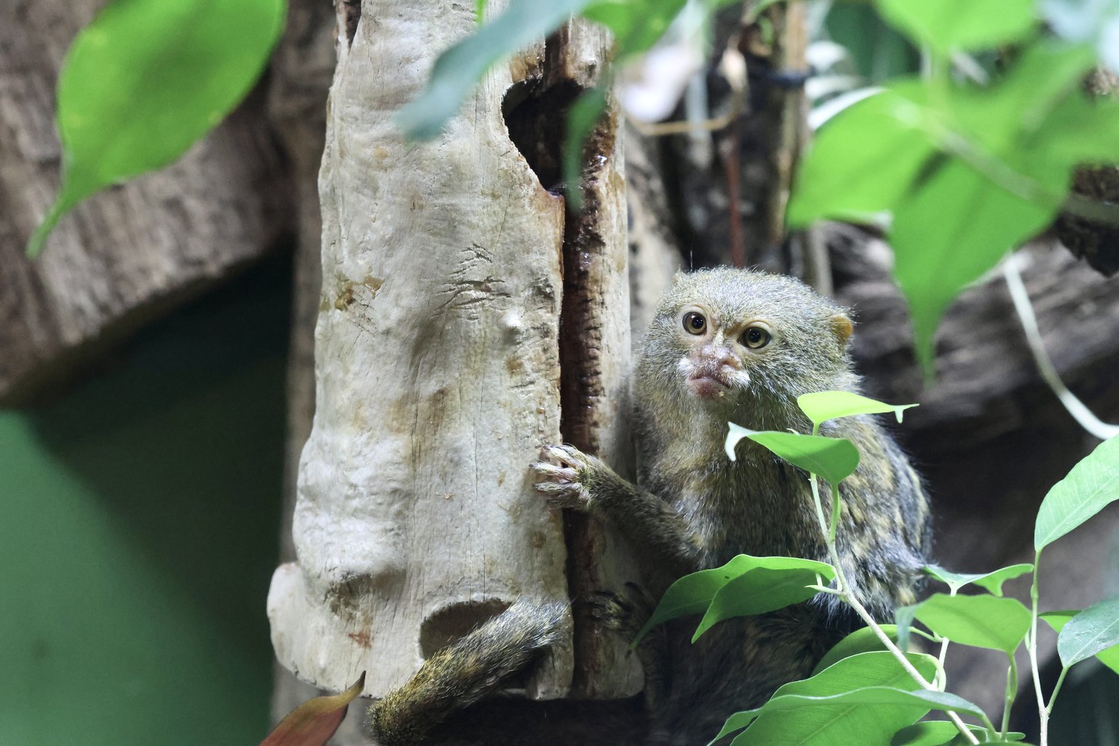 Pygmy Marmoset