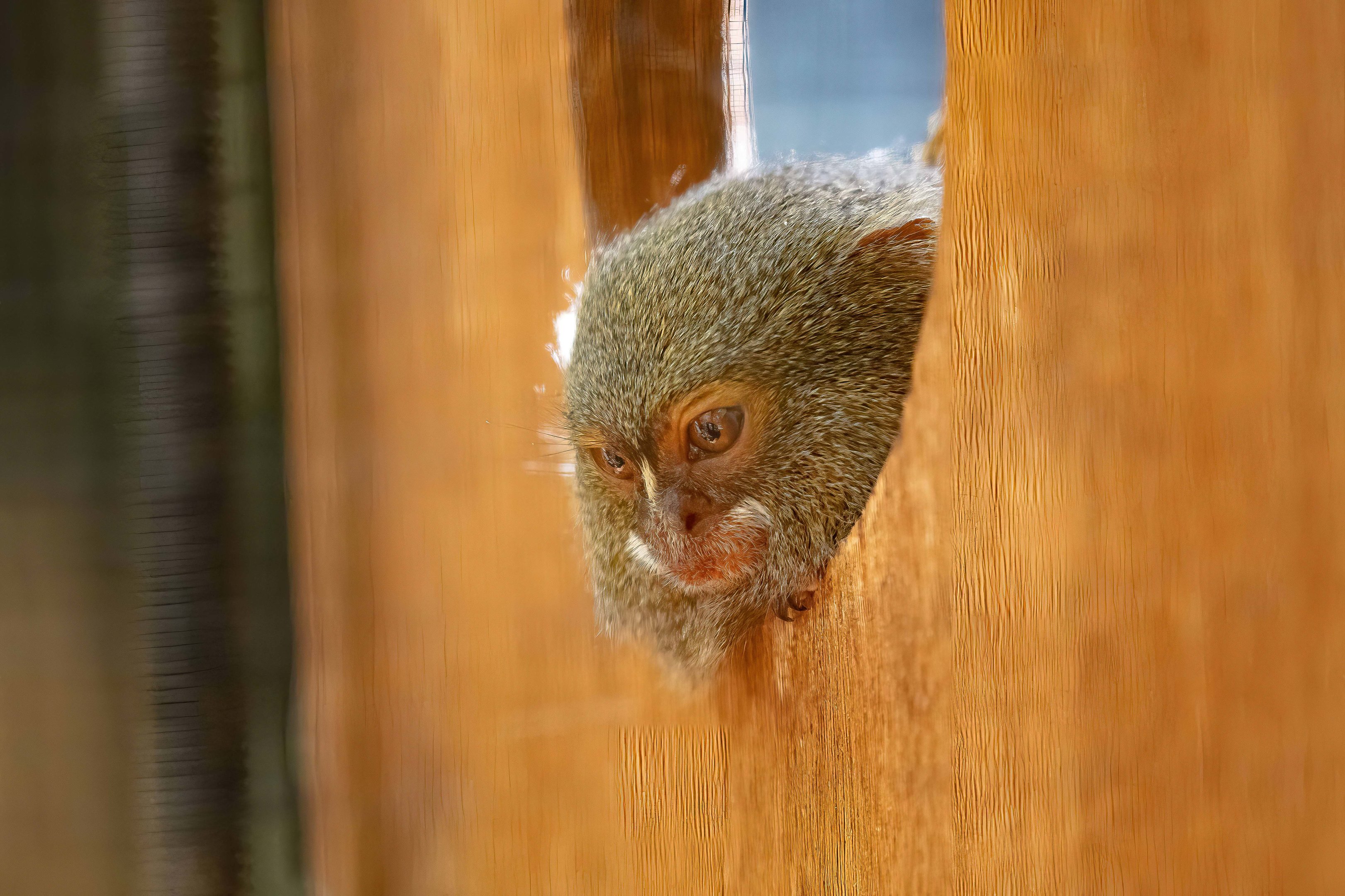 Pygmy Marmoset