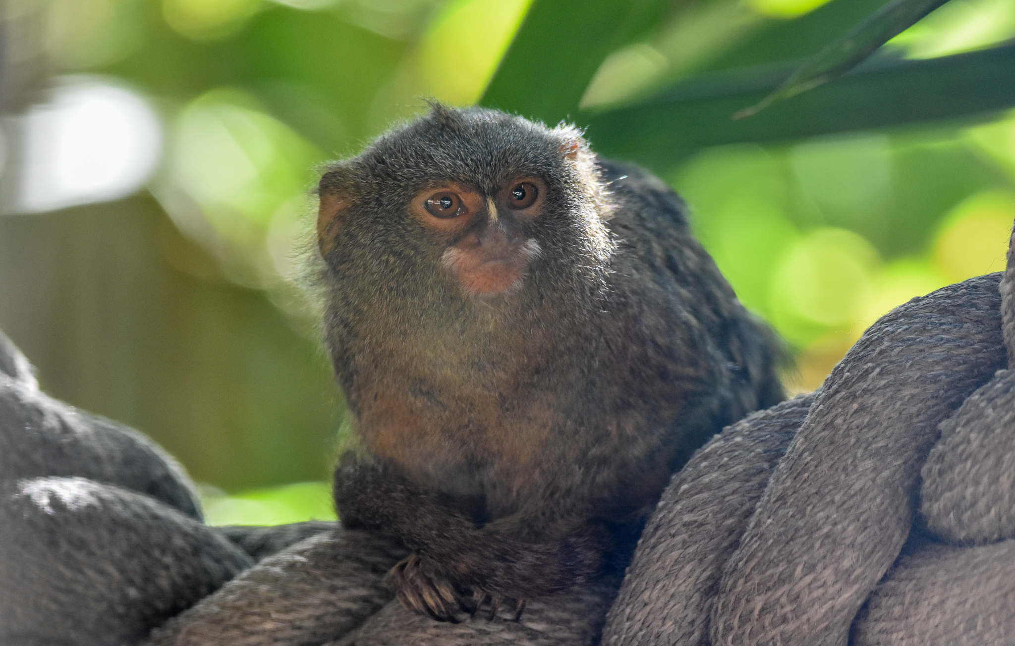 Pygmy Marmoset