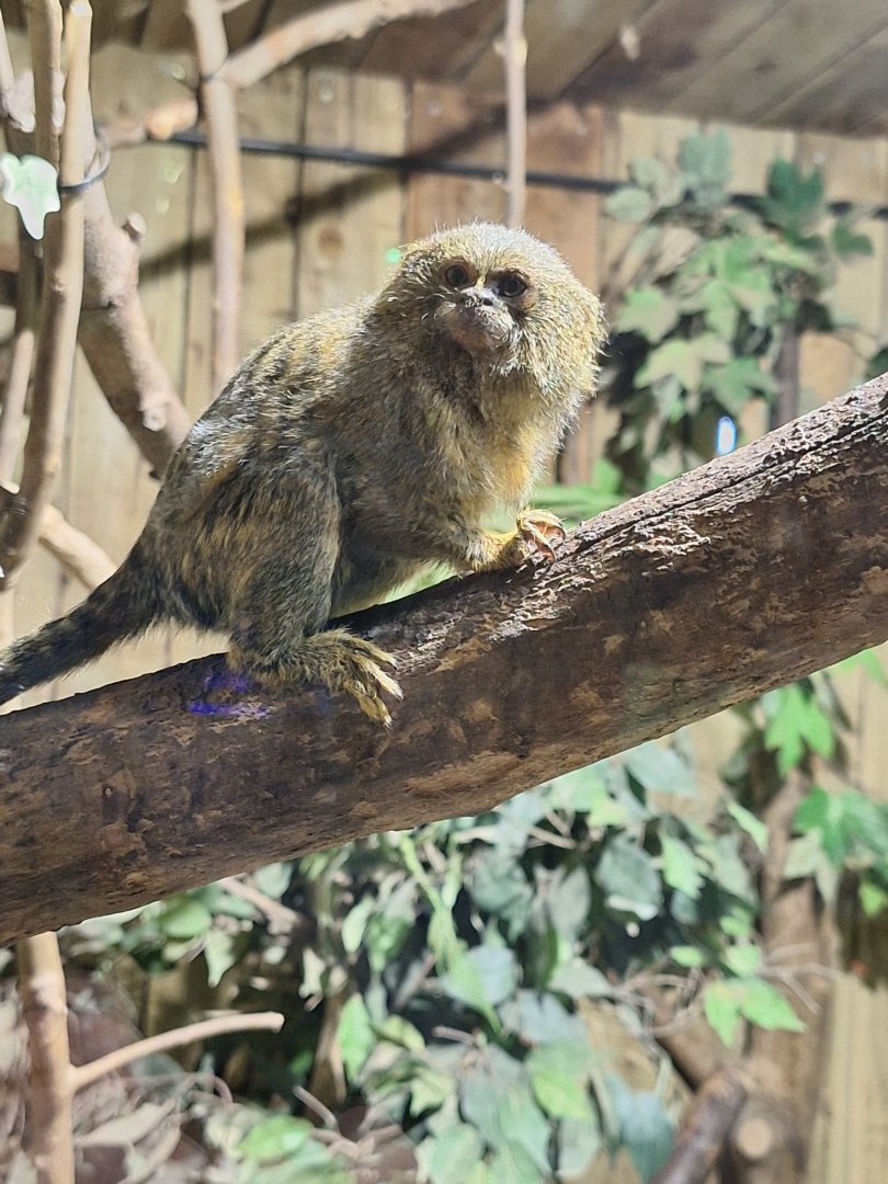Pygmy Marmoset