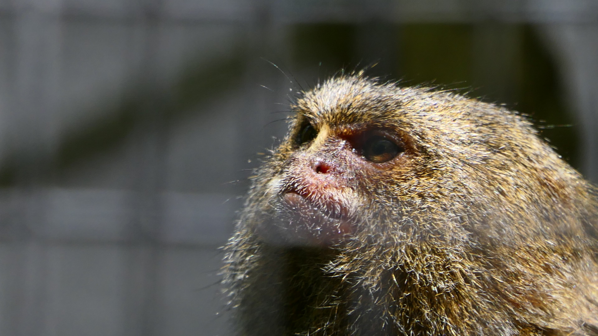 Pygmy Marmoset
