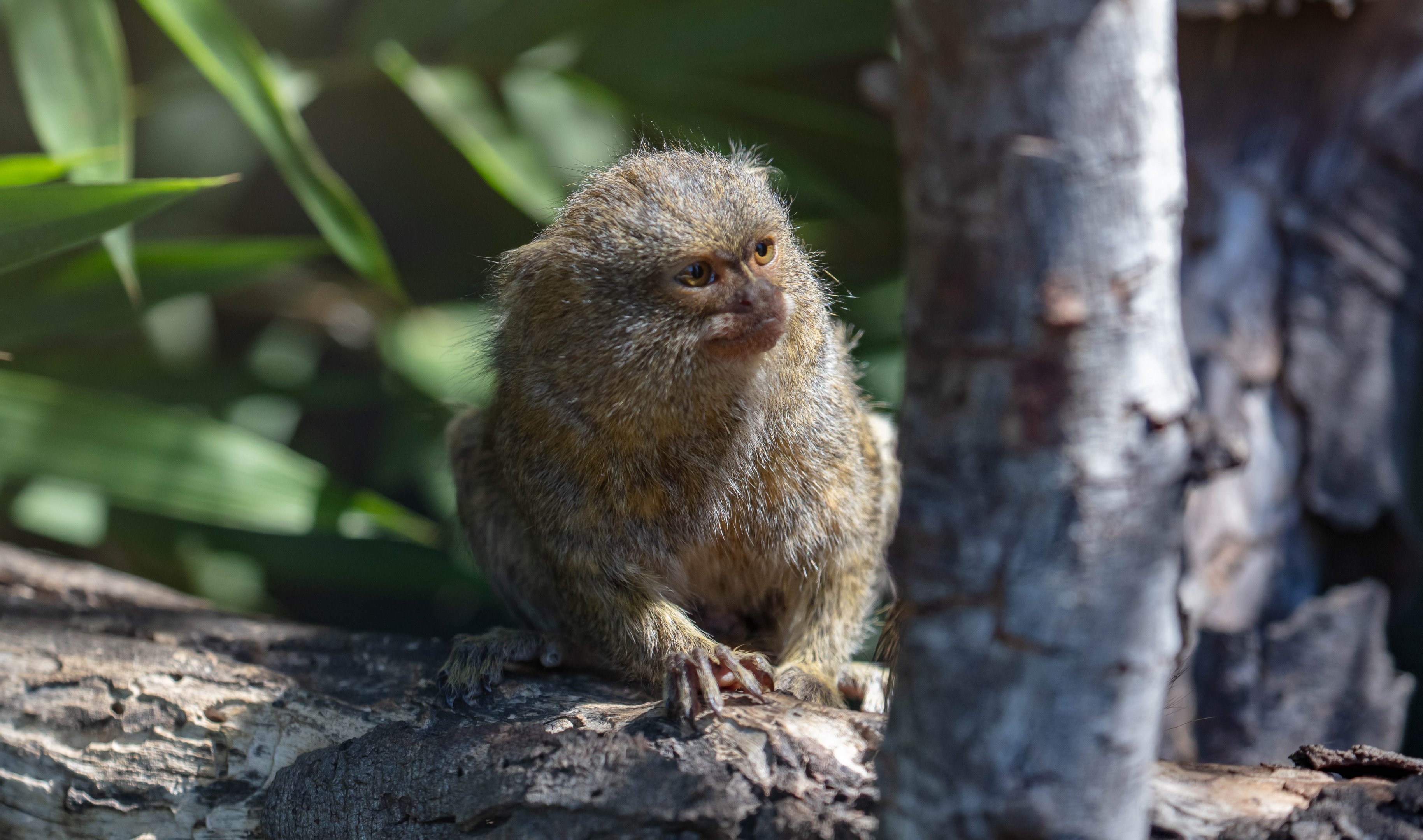 Pygmy Marmoset