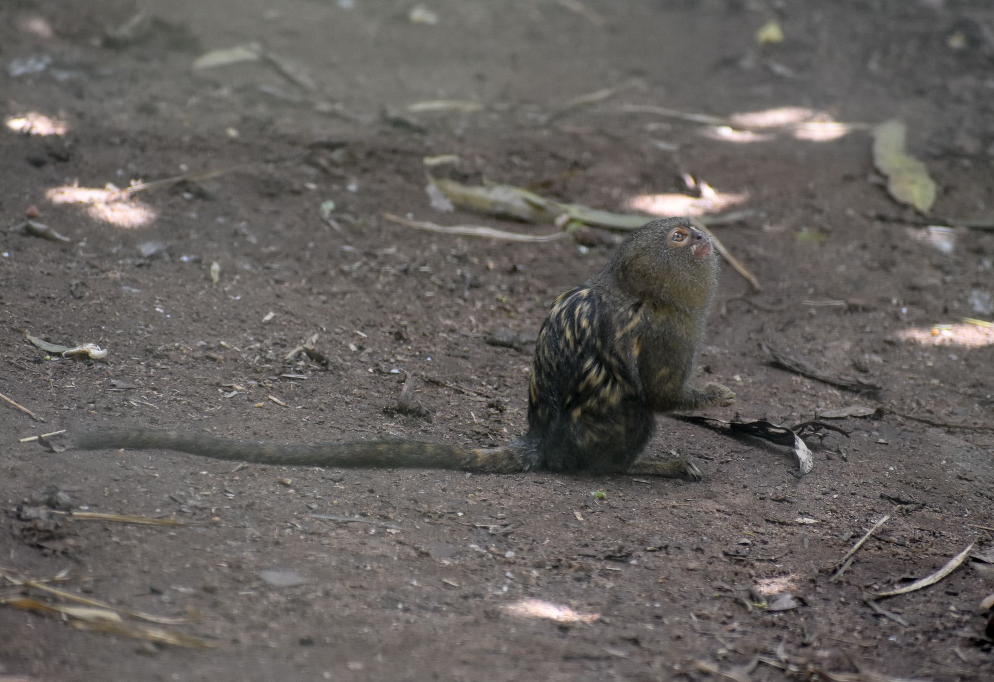 Pygmy Marmoset