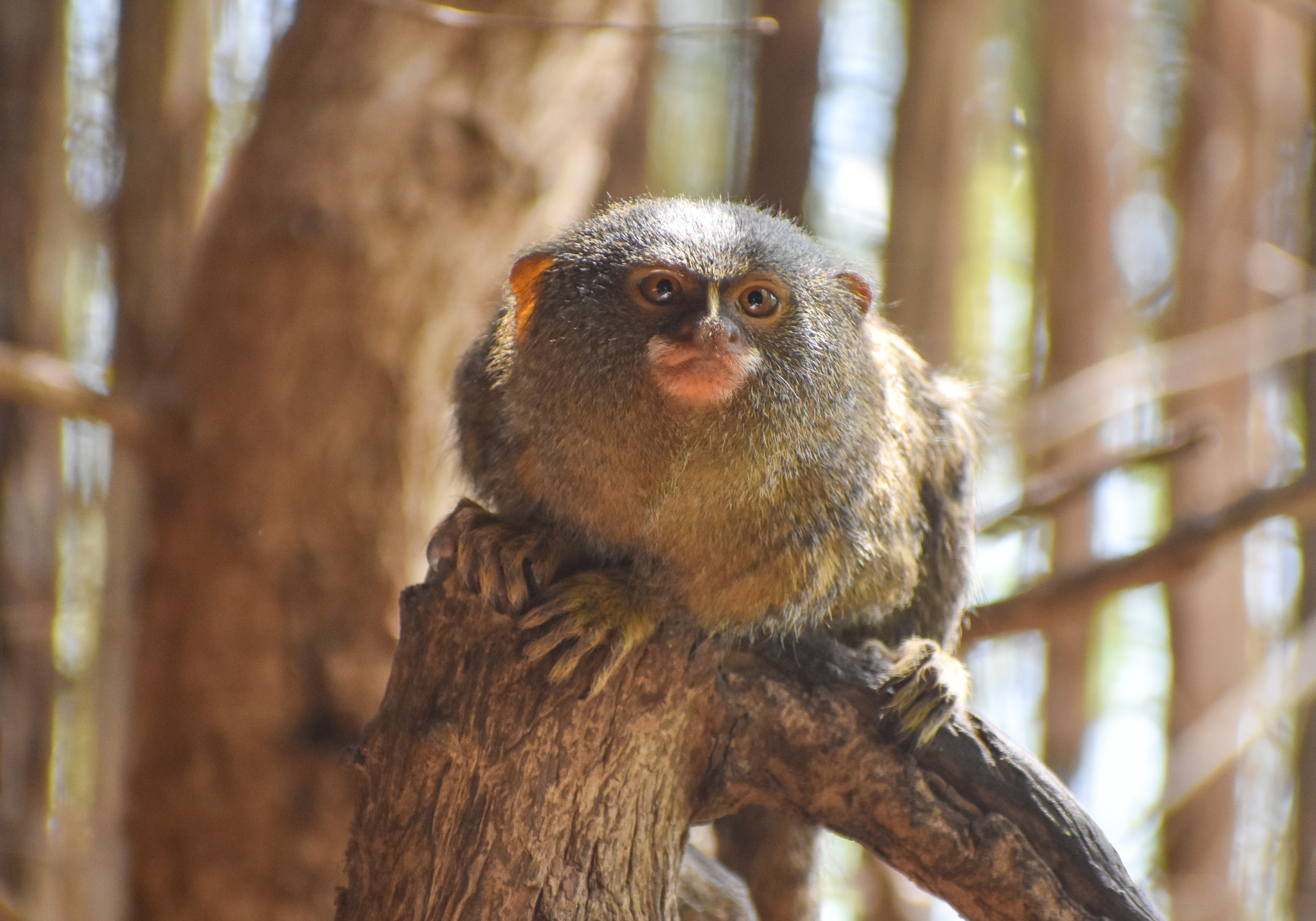 Pygmy Marmoset
