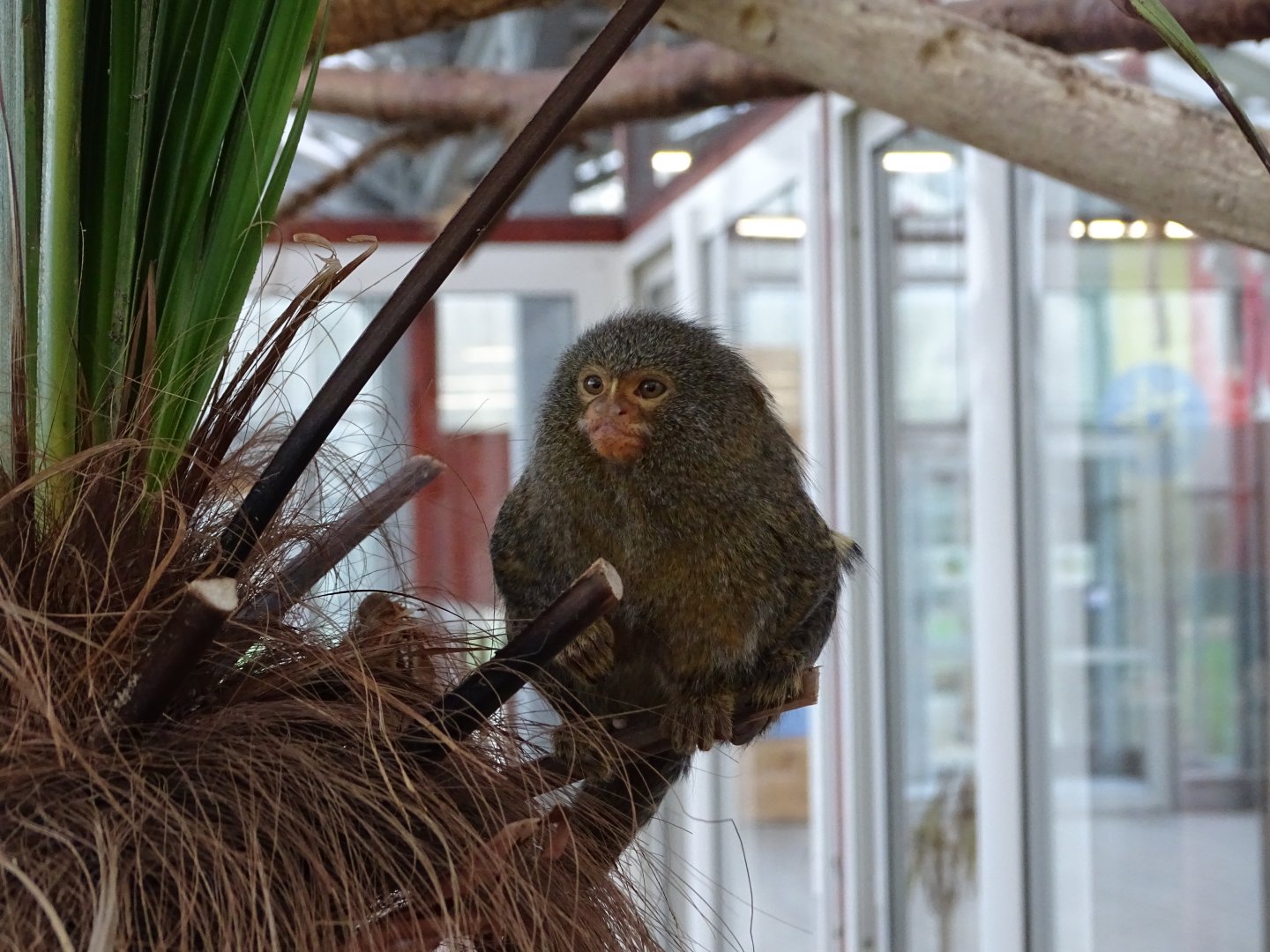 Pygmy marmoset