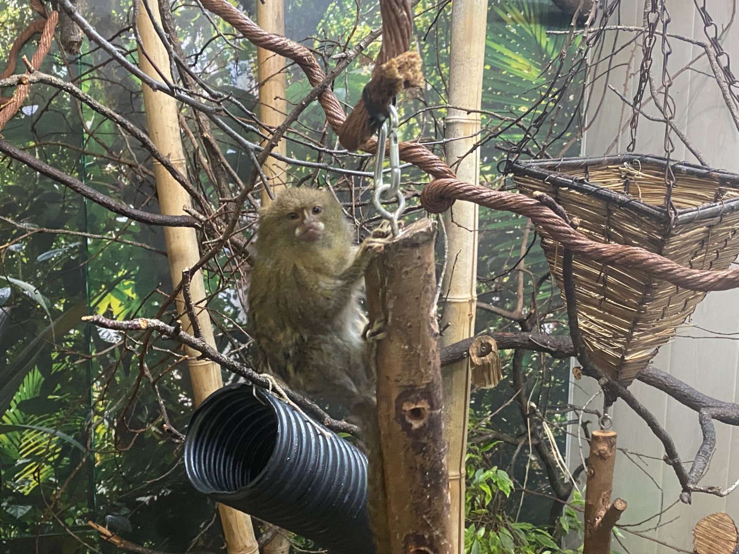 Pygmy marmoset