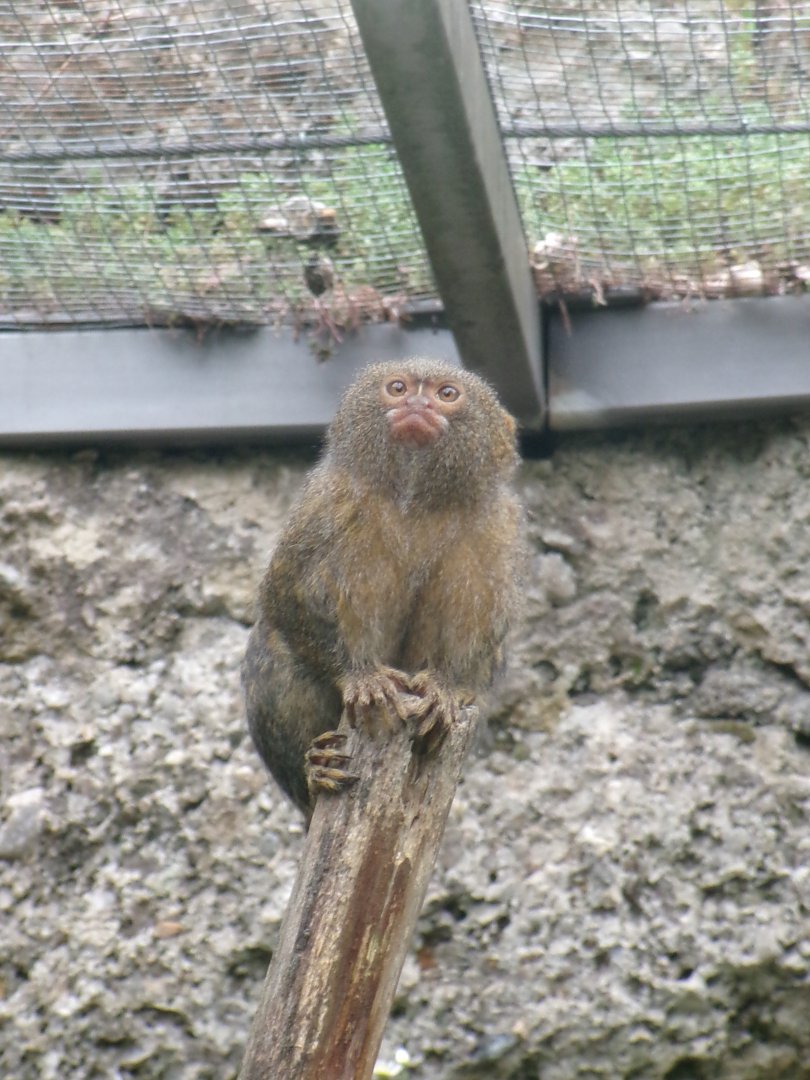 Pygmy marmoset