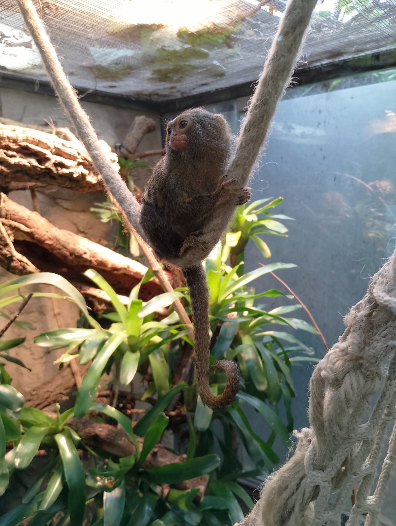 Pygmy marmoset