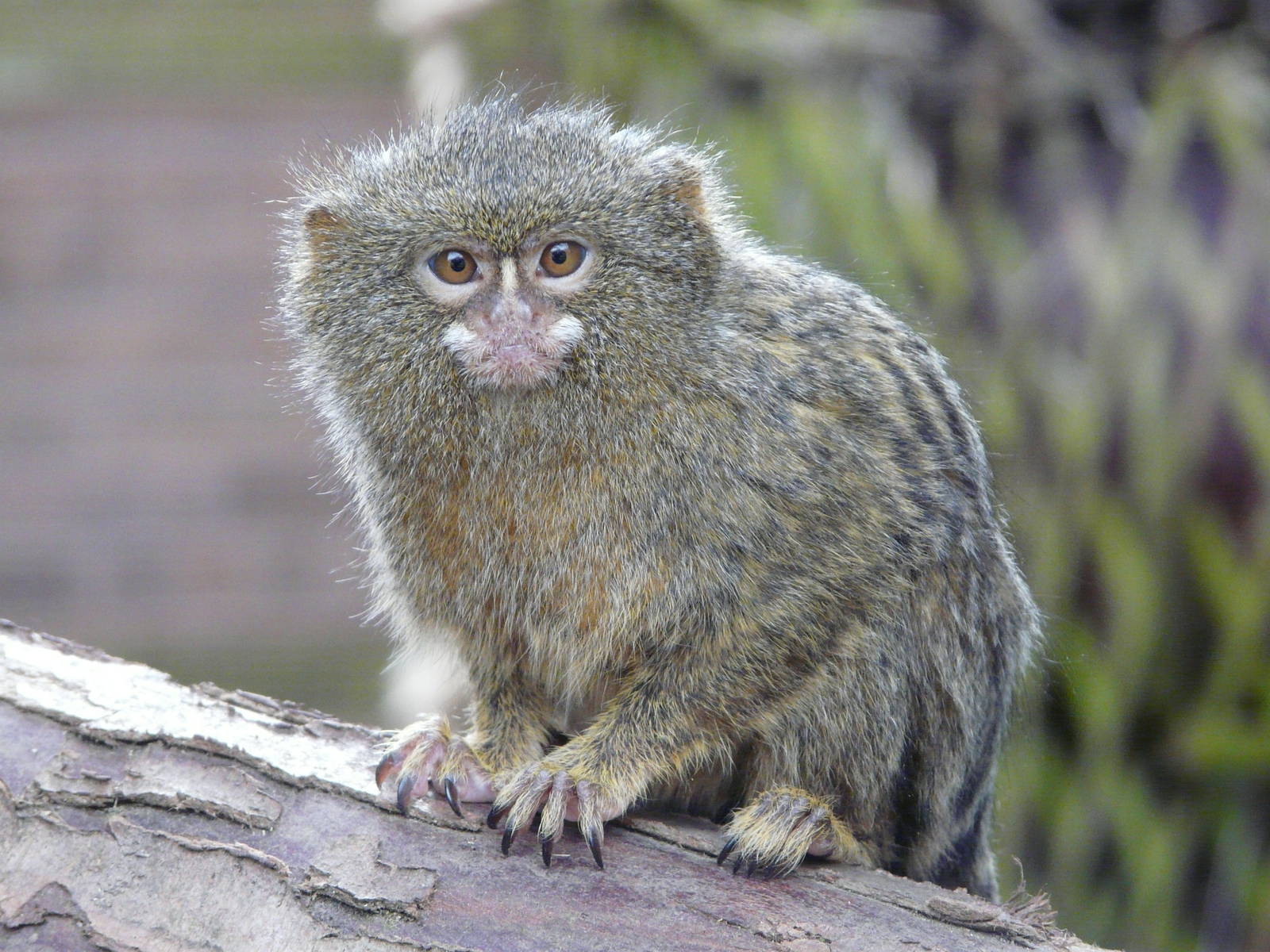 Pygmy Marmoset