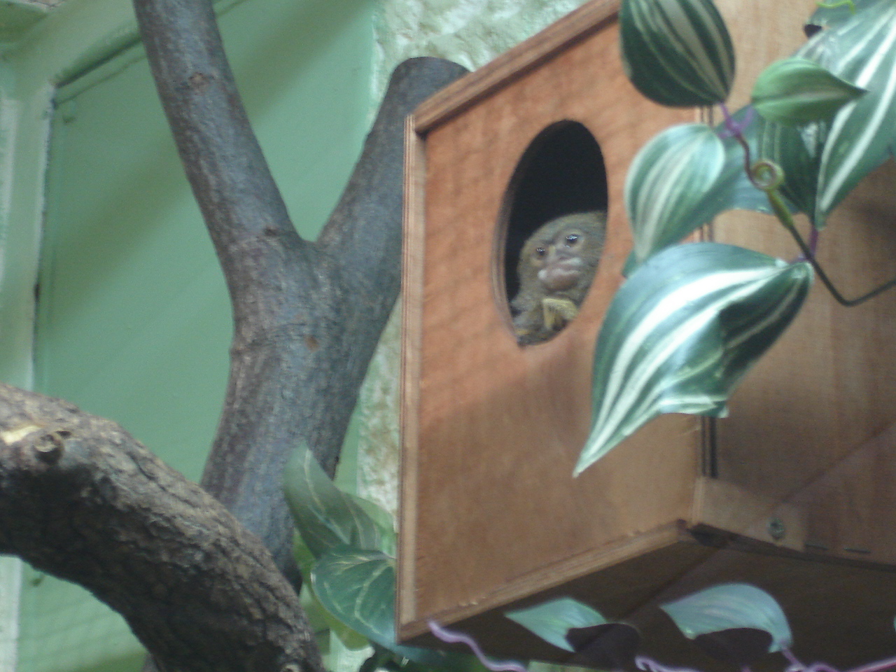 Pygmy Marmoset