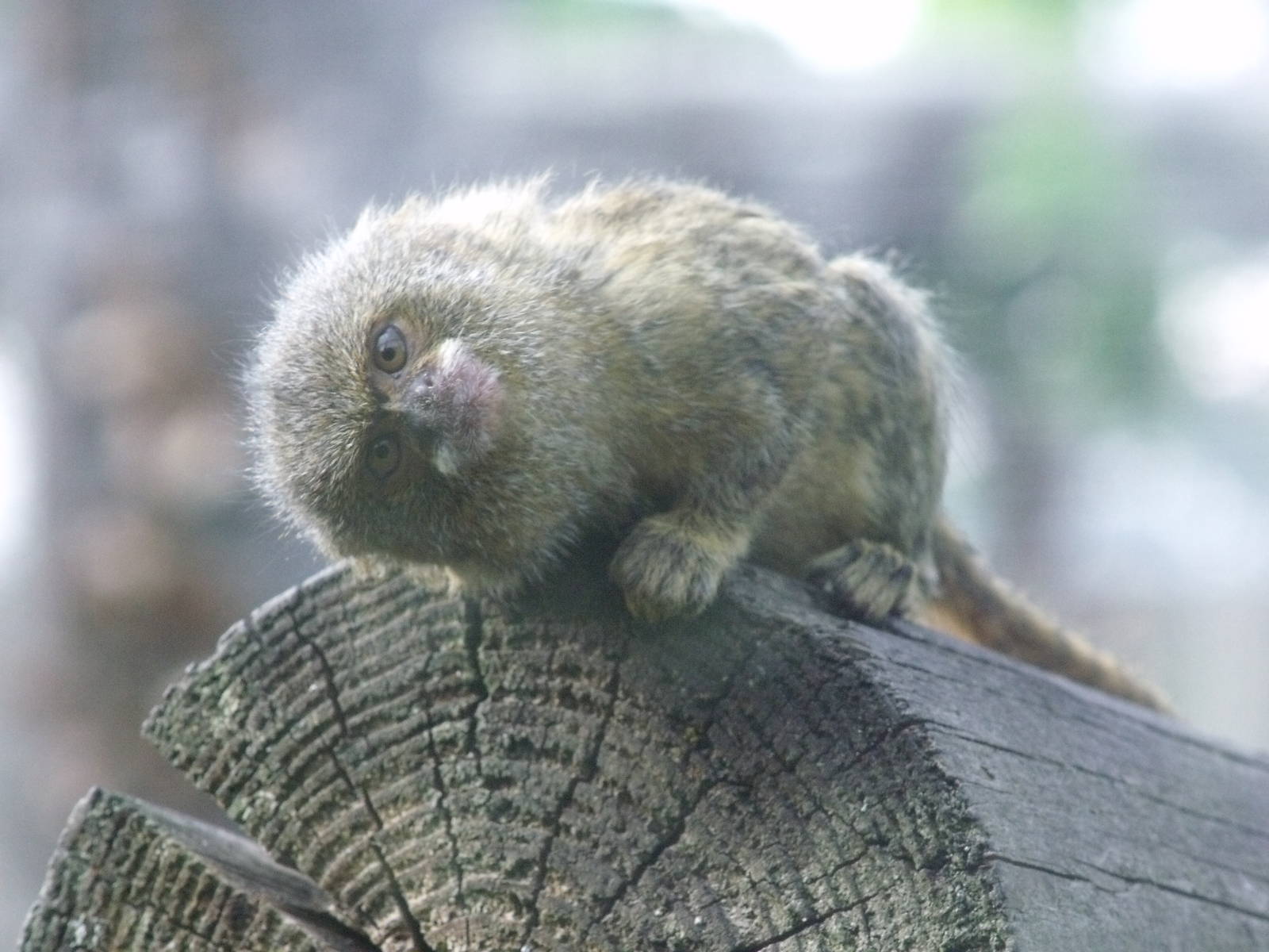 Pygmy Marmoset