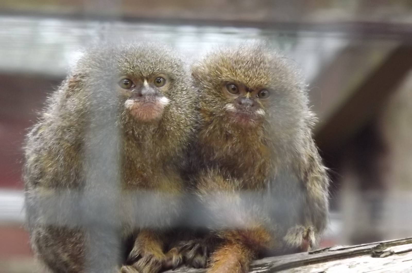 Pygmy Marmosets at Blackpool Zoo 14/07/12