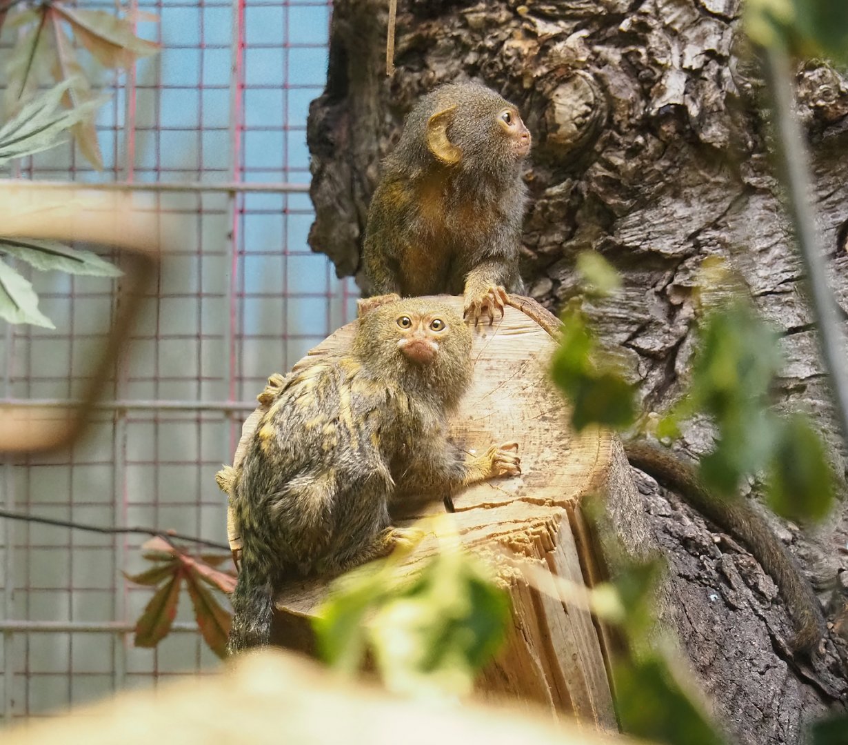 Pygmy marmosets (Cebuella pygmaea), 2023-07-22