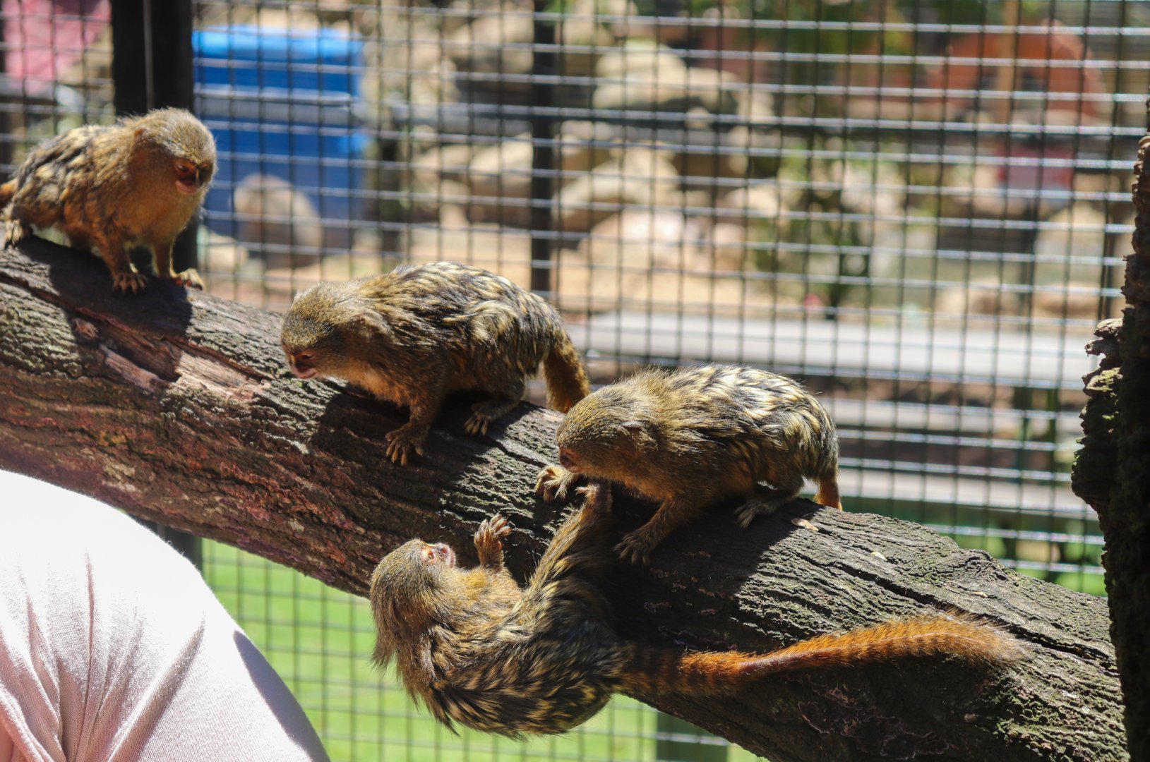 Pygmy Marmosets (Cebuella pygmaea)