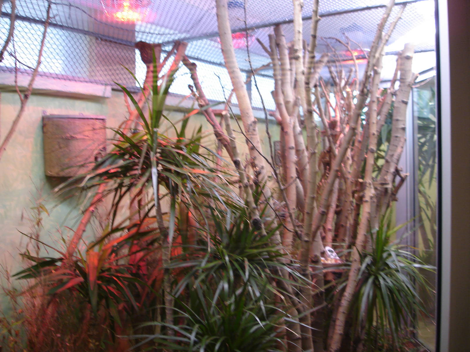 Pygmy marmosets exhibit