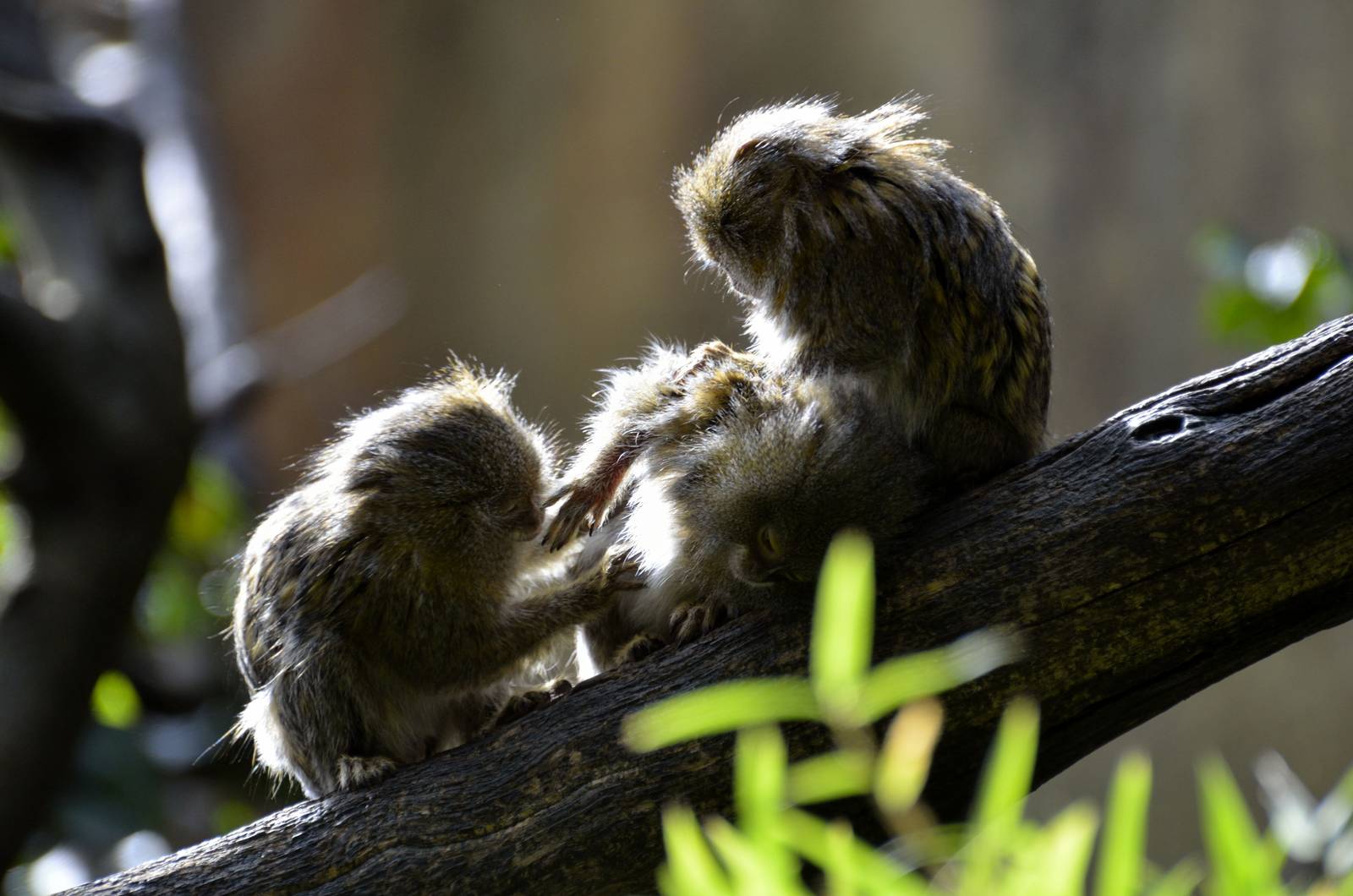 Pygmy Marmosets in the Magic Forest