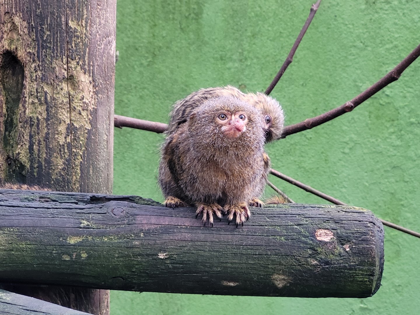 Pygmy marmosets -Zoo de Santillana del Mar (2023)