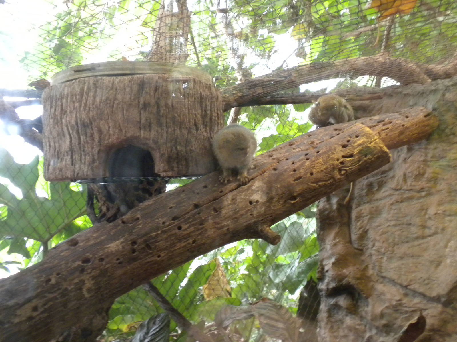 Pygmy Marmosets