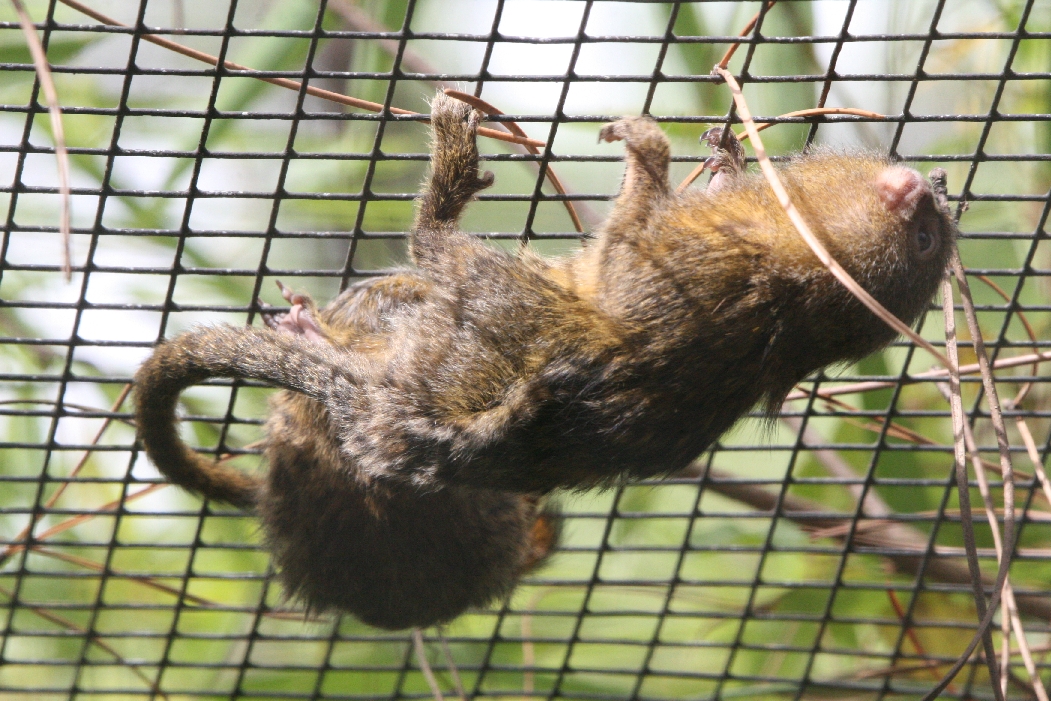 Pygmy Marmosets